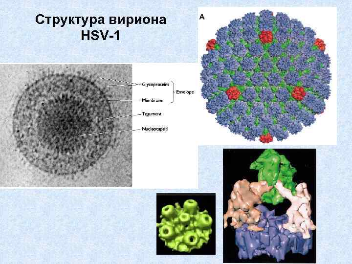 Структура вириона HSV-1 