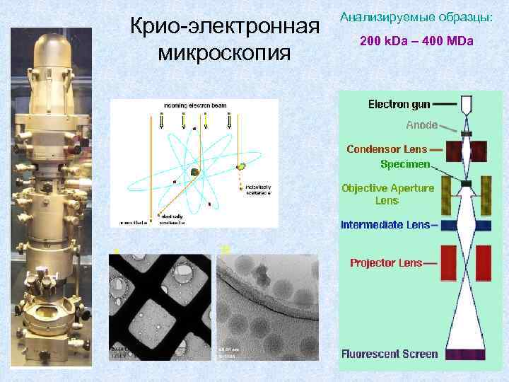 Крио-электронная микроскопия A B Анализируемые образцы: 200 k. Da – 400 MDa 