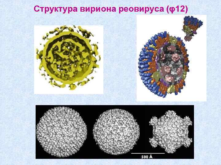 Структура вириона реовируса (φ12) 