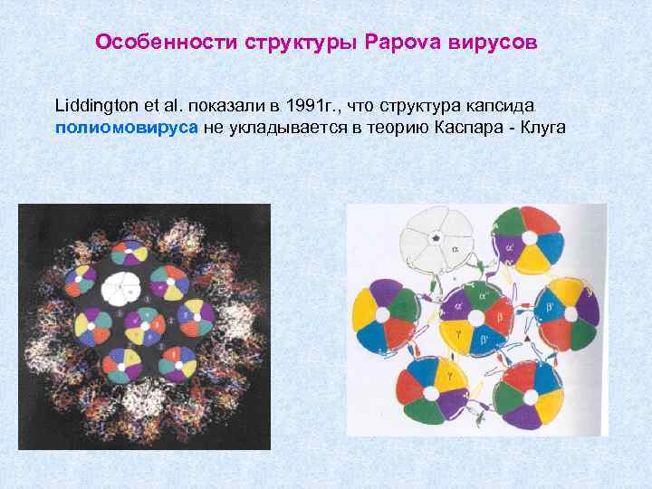 Особенности структуры Papova вирусов Liddington et al. показали в 1991 г. , что структура