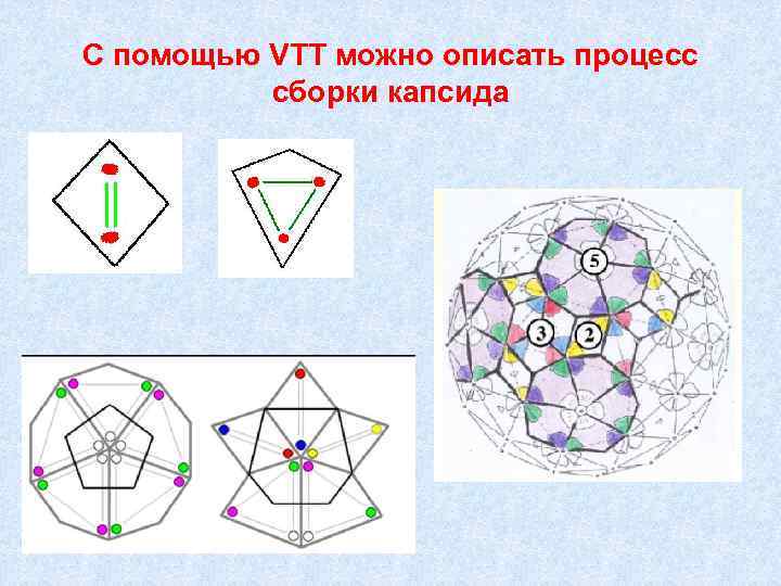 С помощью VTT можно описать процесс сборки капсида 