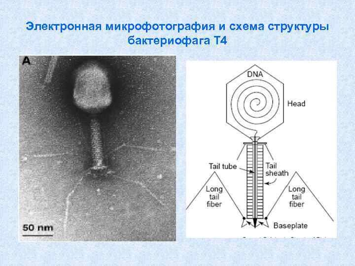Электронная микрофотография и схема структуры бактериофага Т 4 