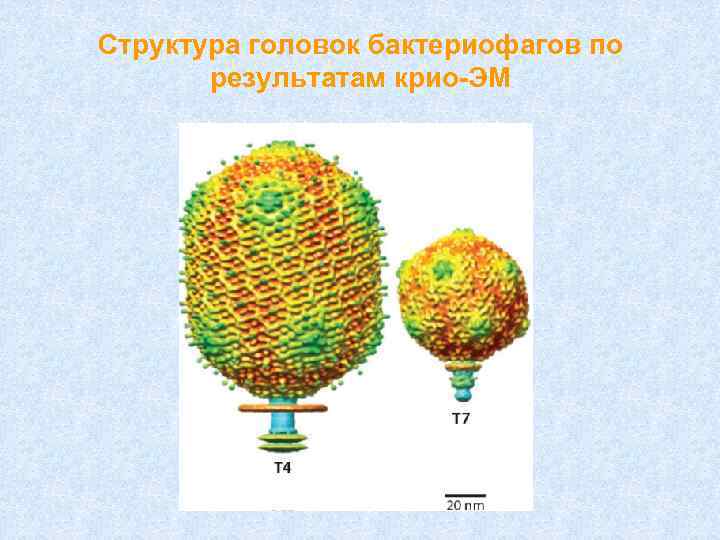 Структура головок бактериофагов по результатам крио-ЭМ 