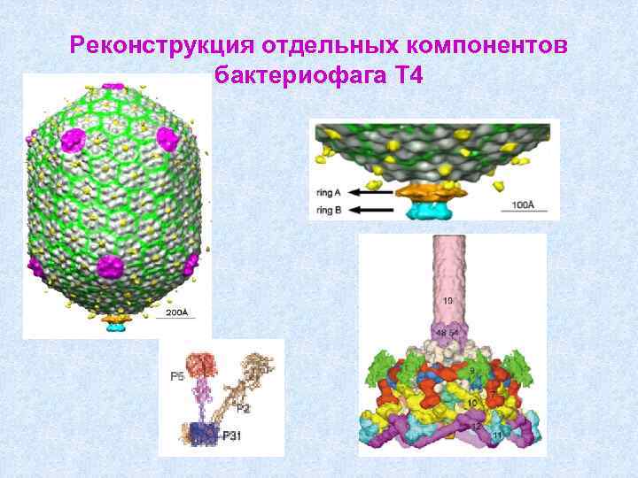 Реконструкция отдельных компонентов бактериофага Т 4 