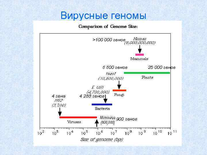 Вирусные геномы >100 000 генов 6 600 генов 4 гена 4 288 генов 900