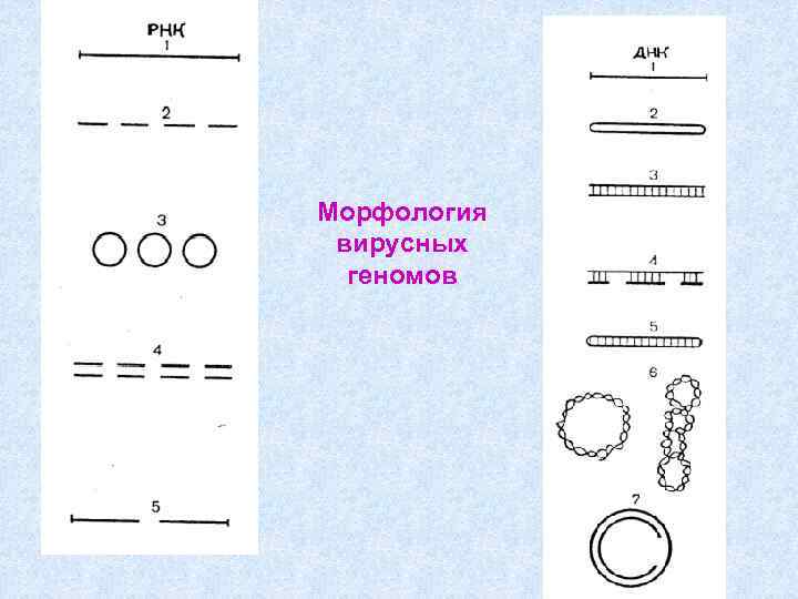 Морфология вирусных геномов 