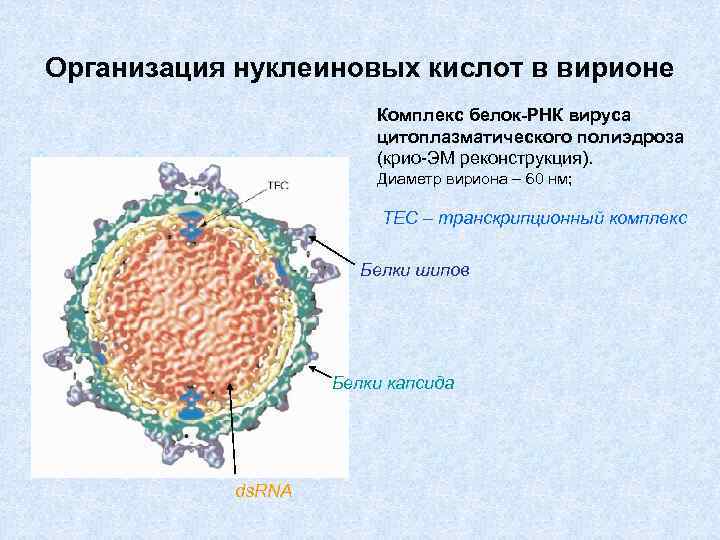 Организация нуклеиновых кислот в вирионе Комплекс белок-РНК вируса цитоплазматического полиэдроза (крио-ЭМ реконструкция). Диаметр вириона
