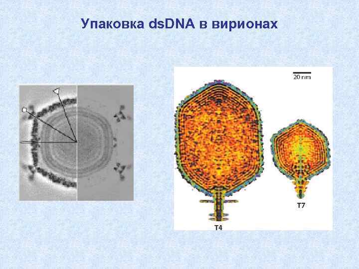 Упаковка ds. DNA в вирионах 