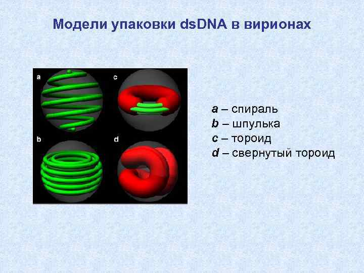 Модели упаковки ds. DNA в вирионах a – спираль b – шпулька c –