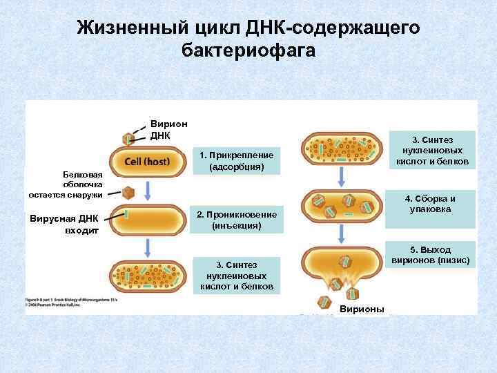 Жизненный цикл ДНК-содержащего бактериофага Вирион ДНК Белковая оболочка остается снаружи Вирусная ДНК входит 3.