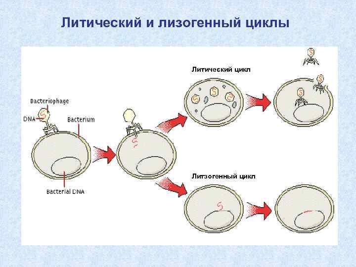 Лизогенный цикл. Жизненный цикл бактериофага лизогенный и литический. Литический цикл и лизогенный цикл бактериофага. Лизогенный и литический циклы развития бактериофага. Литический и лизогенный цикл вирусов.