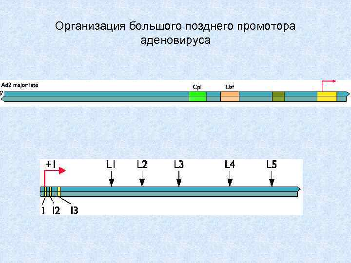 Организация большого позднего промотора аденовируса 