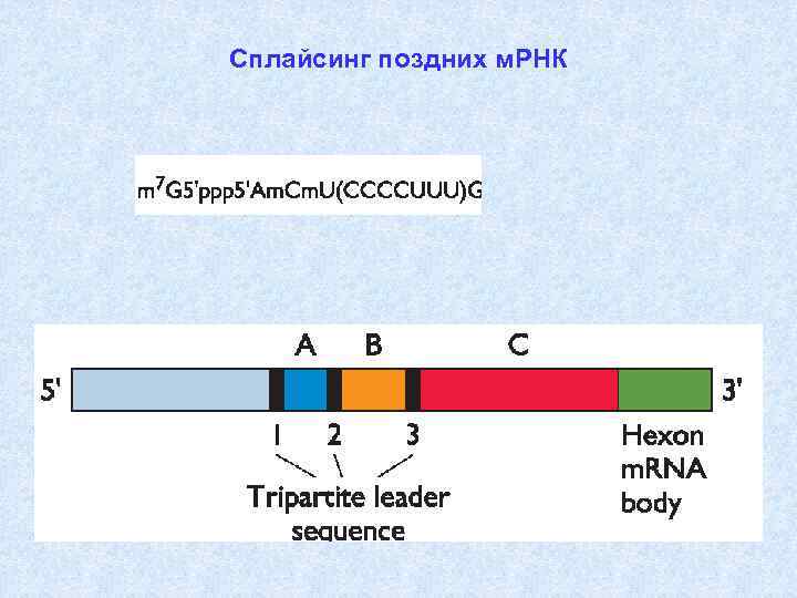 Сплайсинг поздних м. РНК 