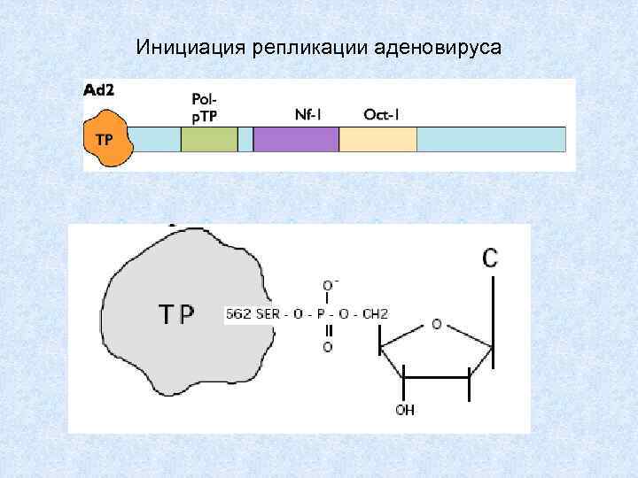 Инициация репликации аденовируса 