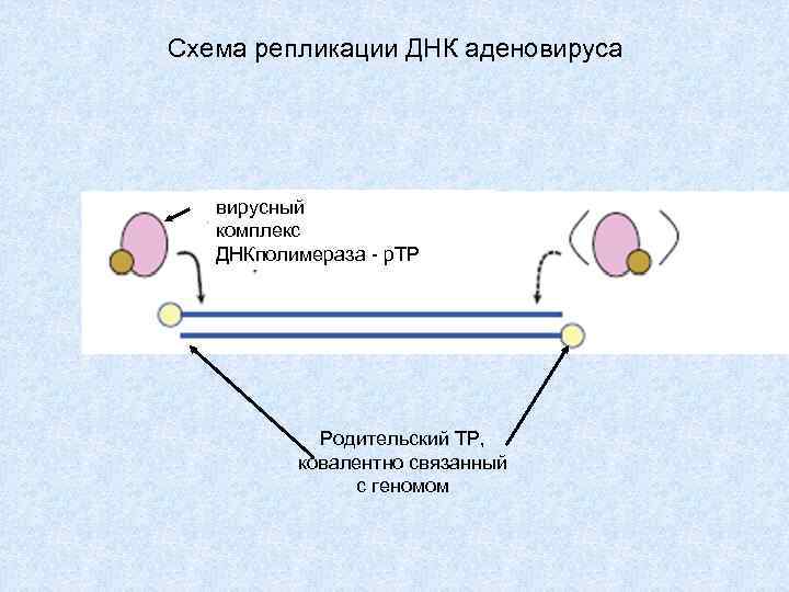 Двуцепочечная днк