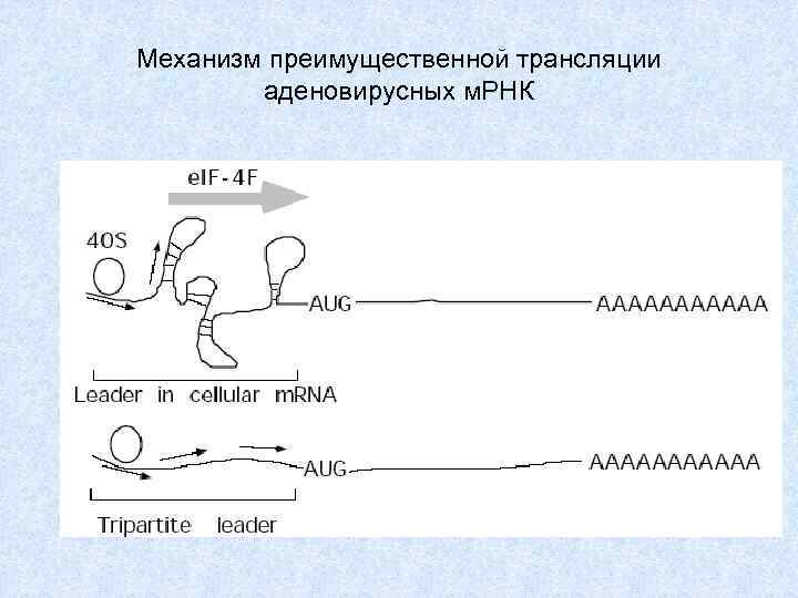 Механизм преимущественной трансляции аденовирусных м. РНК 