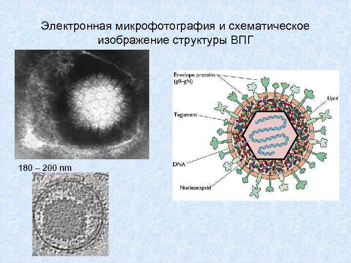 Электронная микрофотография и схематическое изображение структуры ВПГ 180 – 200 nm 