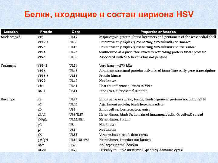 Белки, входящие в состав вириона HSV 