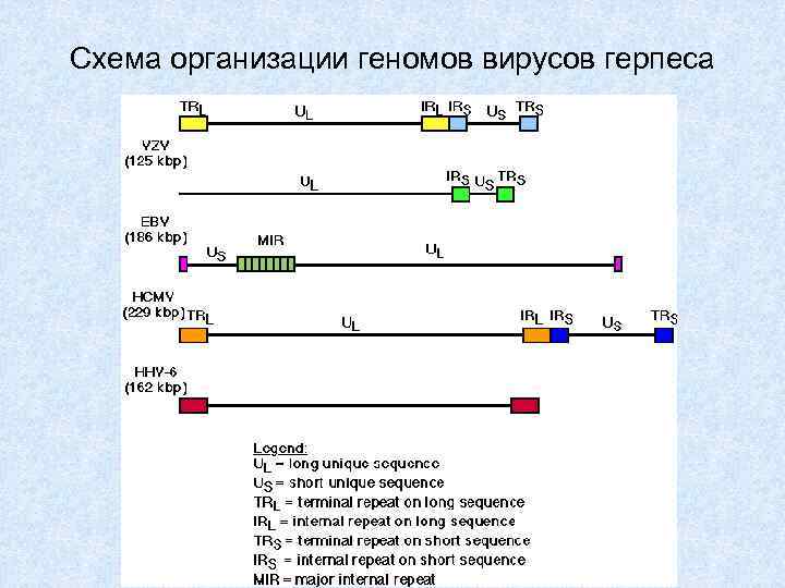 Схема организации геномов вирусов герпеса 