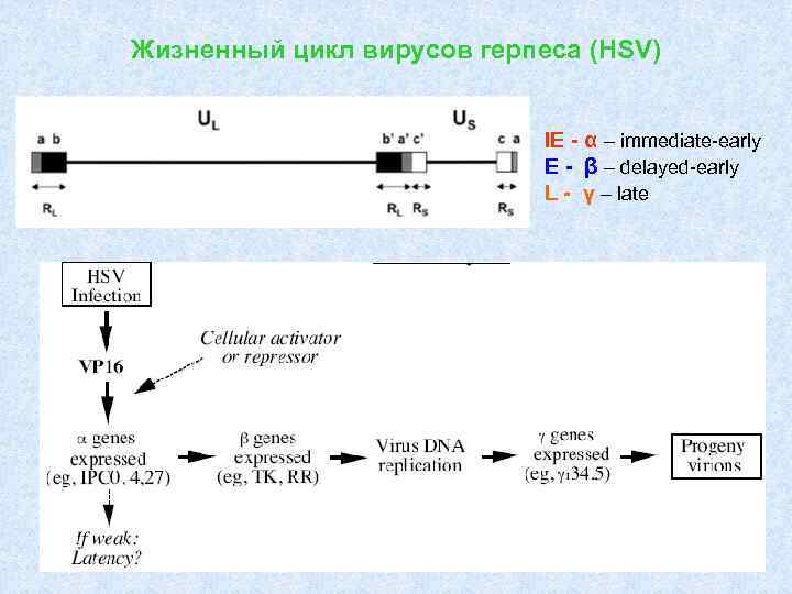 Жизненный цикл вирусов герпеса (HSV) IE - α – immediate-early E - β –
