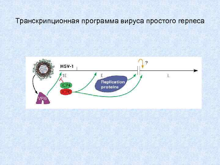 Транскрипционная программа вируса простого герпеса 