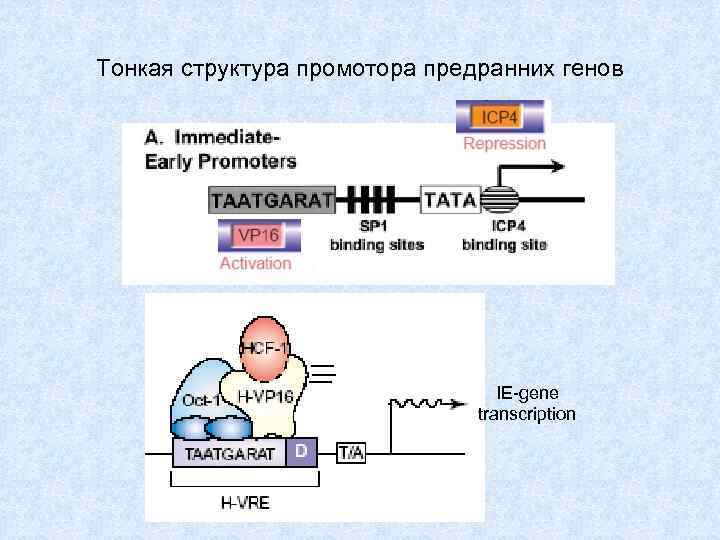 Тонкая структура промотора предранних генов IE-gene transcription 