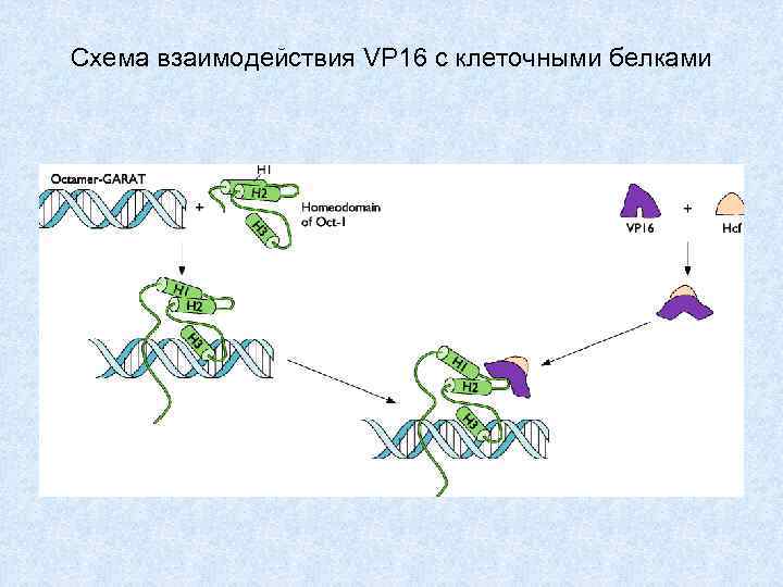 Схема взаимодействия VP 16 с клеточными белками 