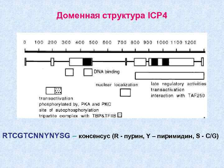 Доменная структура ICP 4 RTCGTCNNYNYSG – консенсус (R - пурин, Y – пиримидин, S