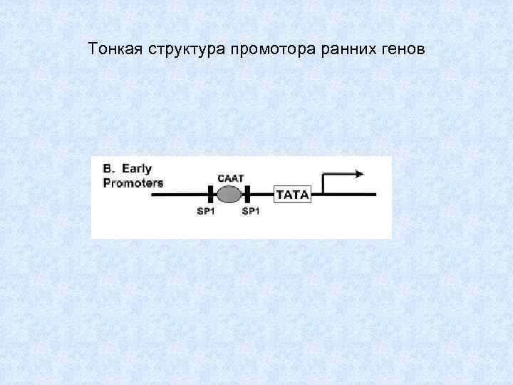 Тонкая структура промотора ранних генов 