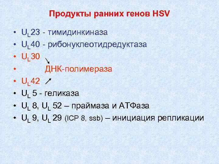Продукты ранних генов HSV • • UL 23 - тимидинкиназа UL 40 - рибонуклеотидредуктаза