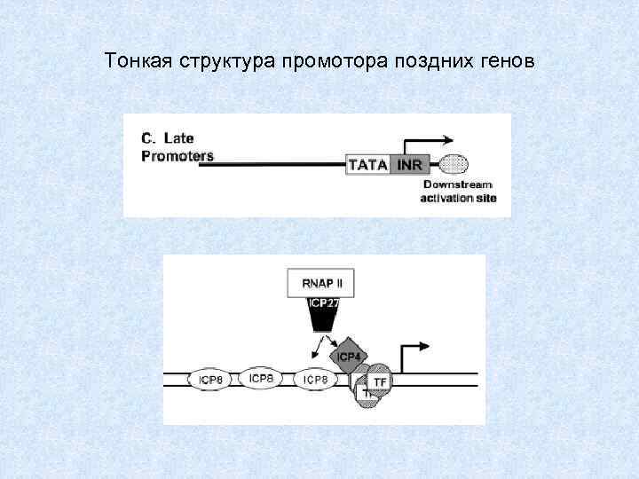 Тонкая структура промотора поздних генов 