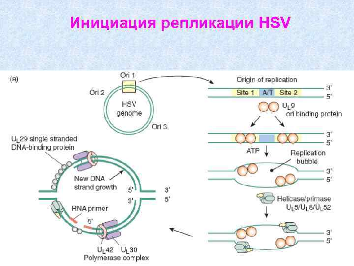 Инициация репликации HSV 