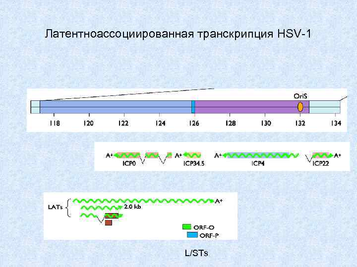 Латентноассоциированная транскрипция HSV-1 L/STs 
