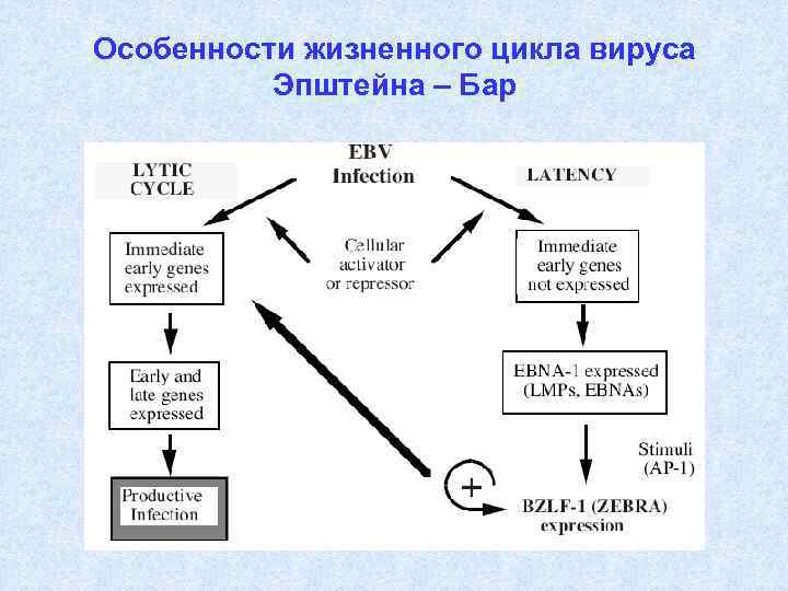 Особенности жизненного цикла вируса Эпштейна – Бар 