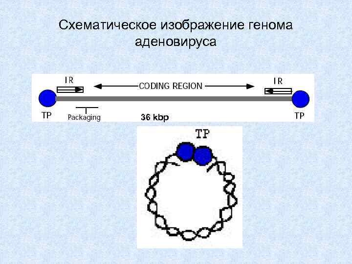 Схематическое изображение генома аденовируса 36 kbp 
