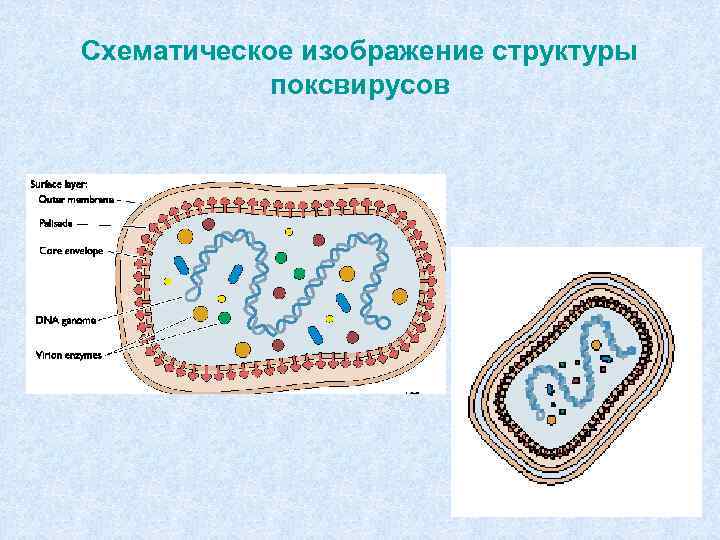 Поксвирусы микробиология презентация