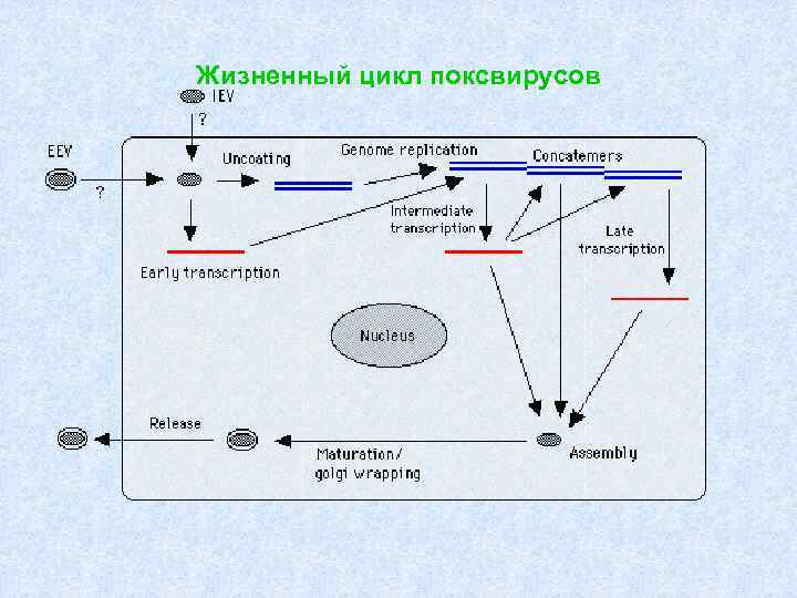 Жизненный цикл поксвирусов 