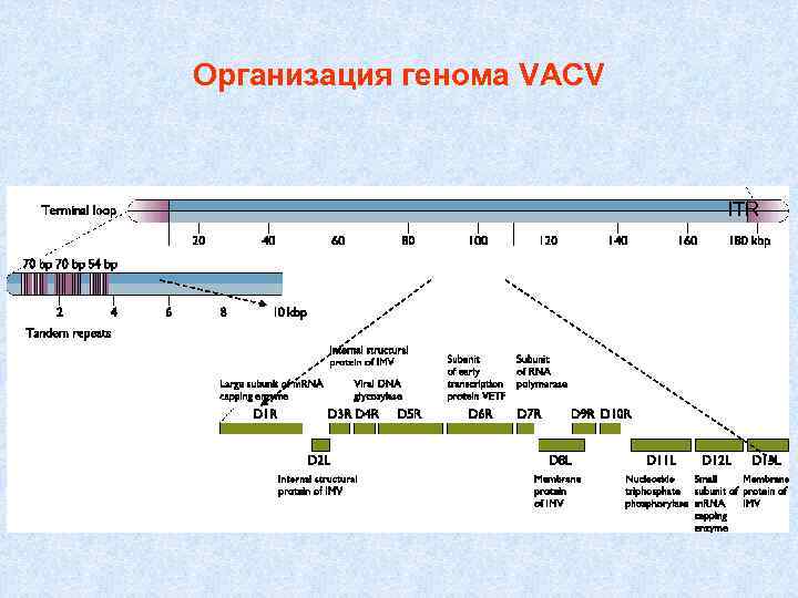 Организация генома VACV ITR 