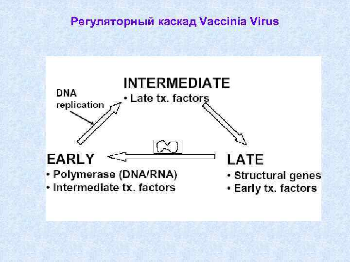 Регуляторный каскад Vaccinia Virus 
