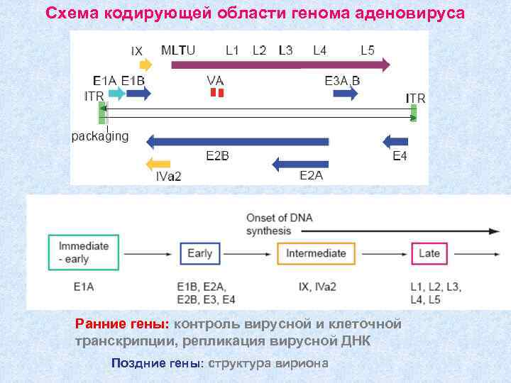 Схема кодирующей области генома аденовируса Ранние гены: контроль вирусной и клеточной транскрипции, репликация вирусной