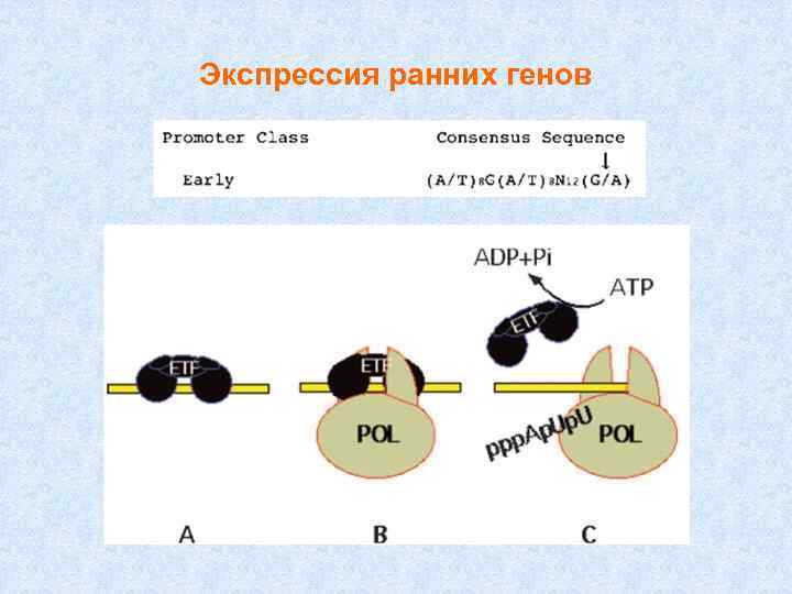 Экспрессия ранних генов 