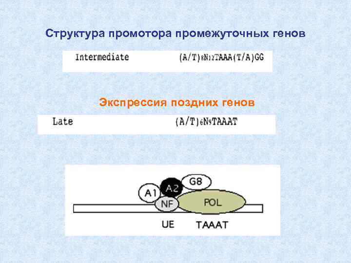 Структура промотора промежуточных генов Экспрессия поздних генов 