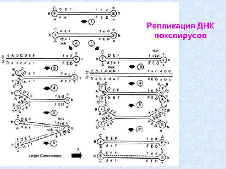 Репликация ДНК поксвирусов 