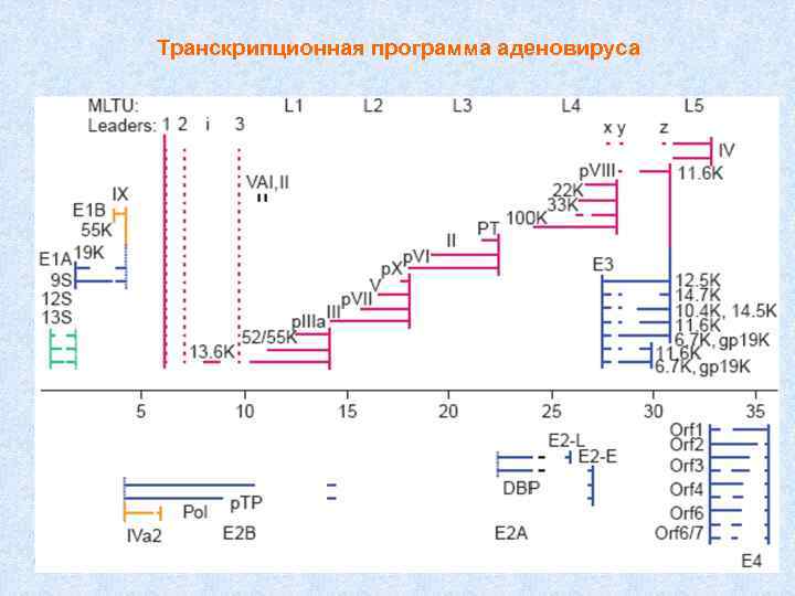 Транскрипционная программа аденовируса 