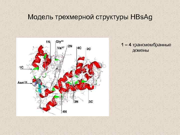 Модель трехмерной структуры HBs. Ag 1 – 4 трансмембранные домены 