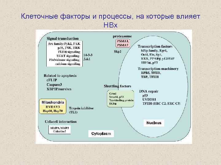 Клеточные факторы и процессы, на которые влияет HBx 