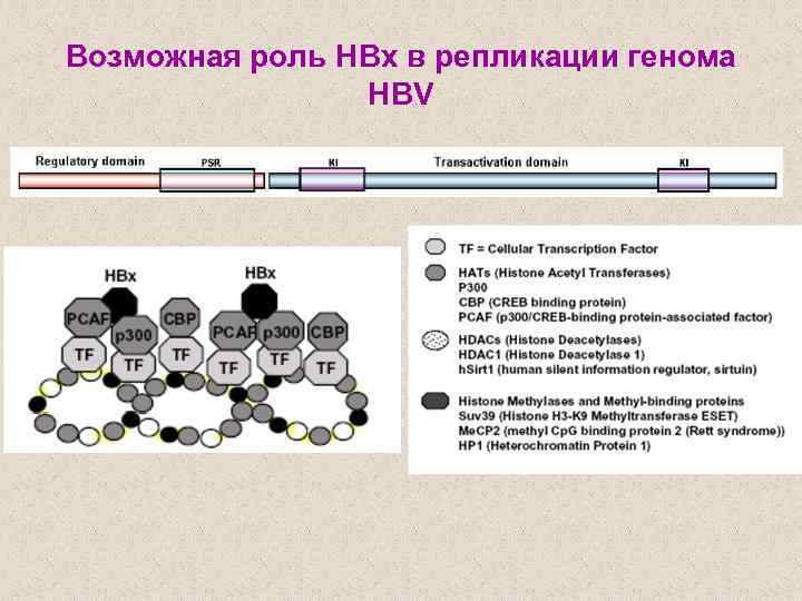 Возможная роль HBx в репликации генома HBV 