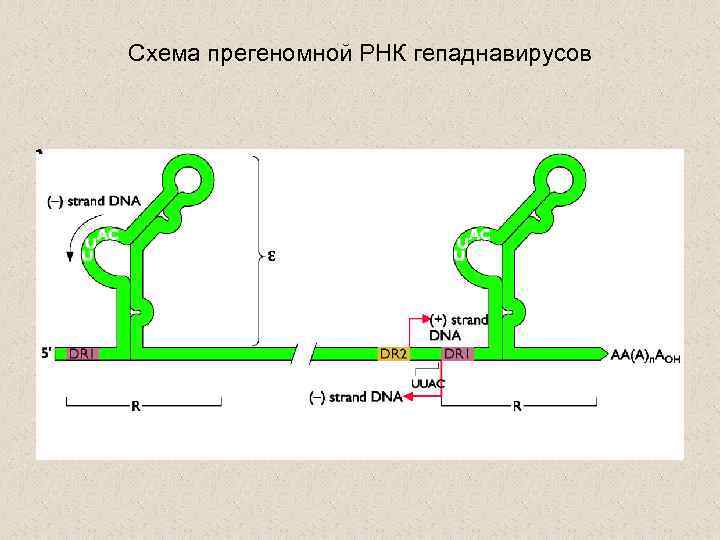 Схема прегеномной РНК гепаднавирусов 