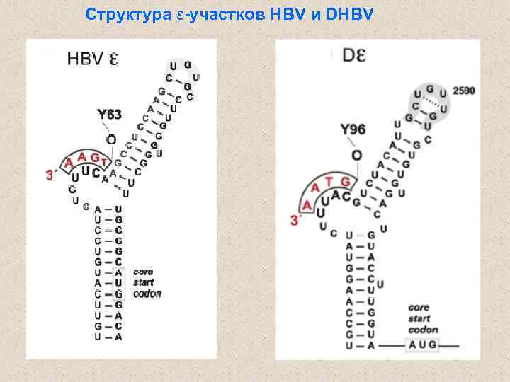 Структура ε-участков HBV и DНBV 