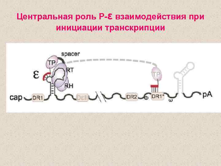 Центральная роль Р-ε взаимодействия при инициации транскрипции Φ ω 
